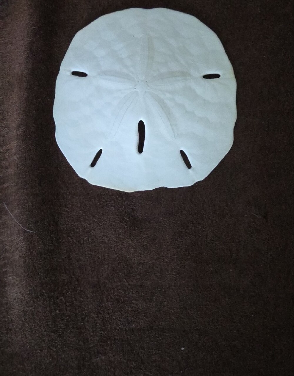 Real Decorative White Two Starfish and Sand Dollar And Sea Biscuit! - Picture 2 of 12